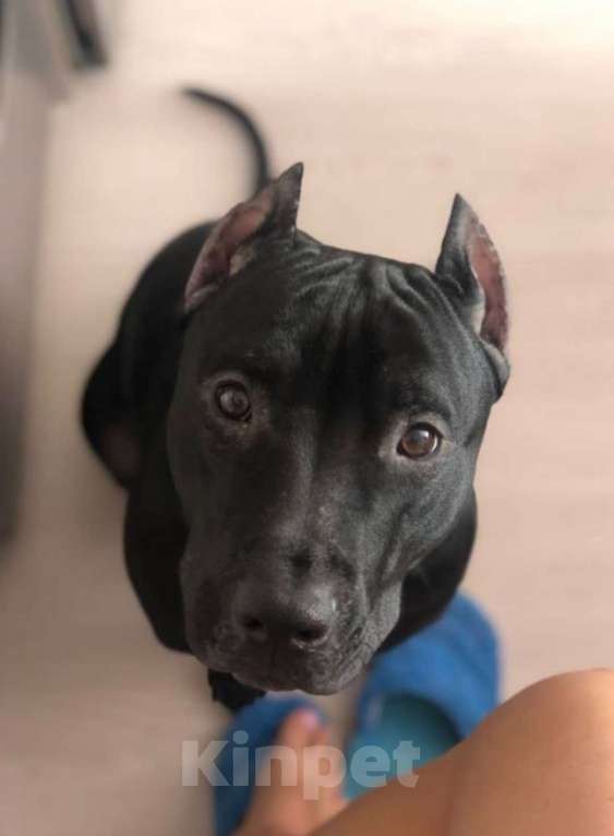 Собаки в Санкт-Петербурге: Питбуль Гром ищет дом! Мальчик, Бесплатно - фото 1