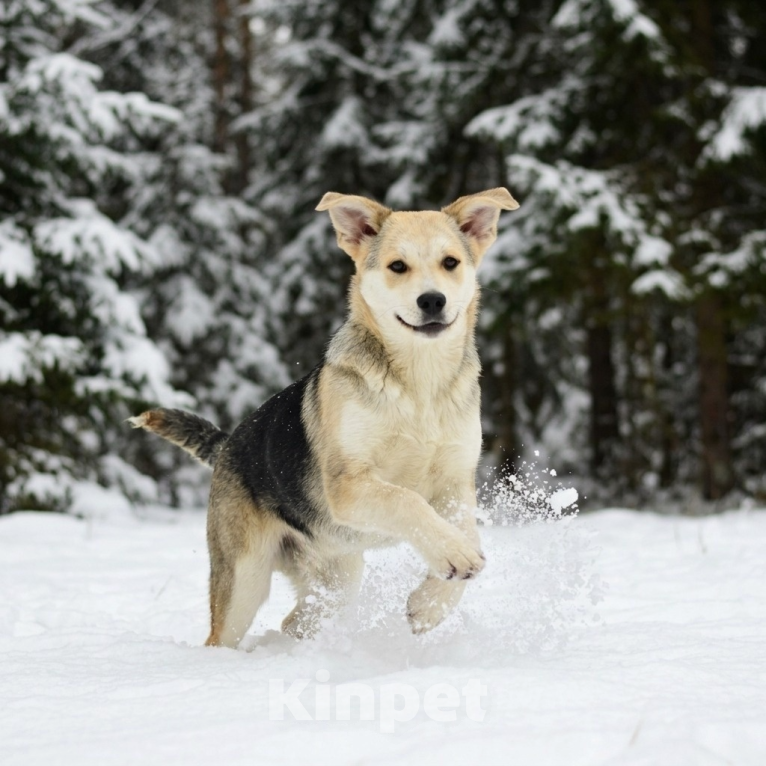 Собаки в Москве: щенок Ася в добрые руки Девочка, Бесплатно - фото 3