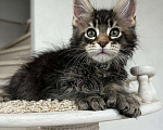 Кошки в Краснодаре: Мейн кун котёнок Мальчик, 60 000 руб. - фото 1
