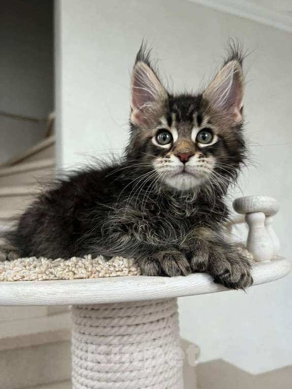 Кошки в Краснодаре: Мейн кун котёнок Мальчик, 60 000 руб. - фото 1