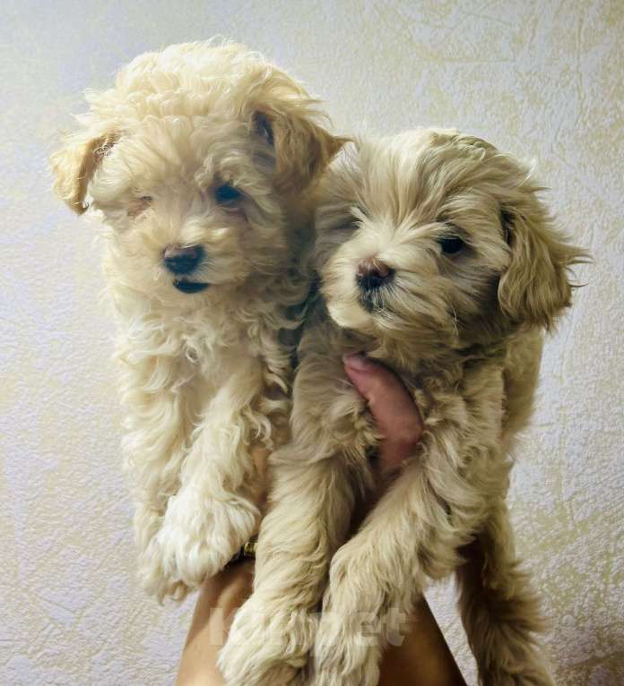 Собаки в Красногорске: Щенки мальтипу  Девочка, Бесплатно - фото 6