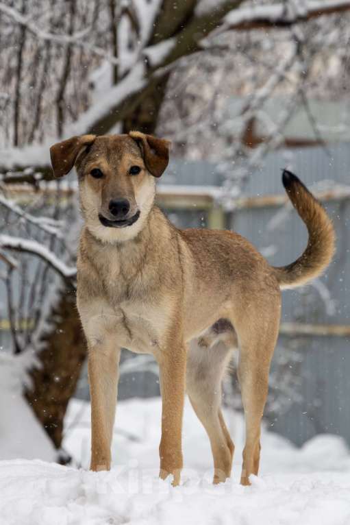 Собаки в Москве: Марсель в поиске надёжного дома Мальчик, Бесплатно - фото 9