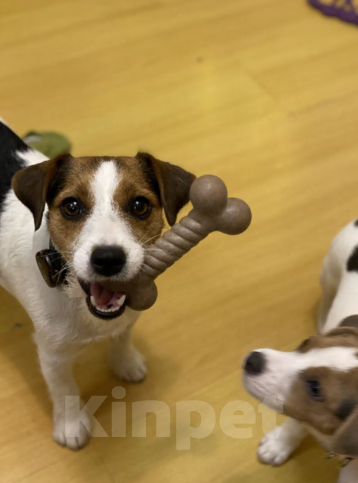 Собаки в Симферополе: Эксклюзивная девочка Джек Рассел терьер  Девочка, 17 000 руб. - фото 5