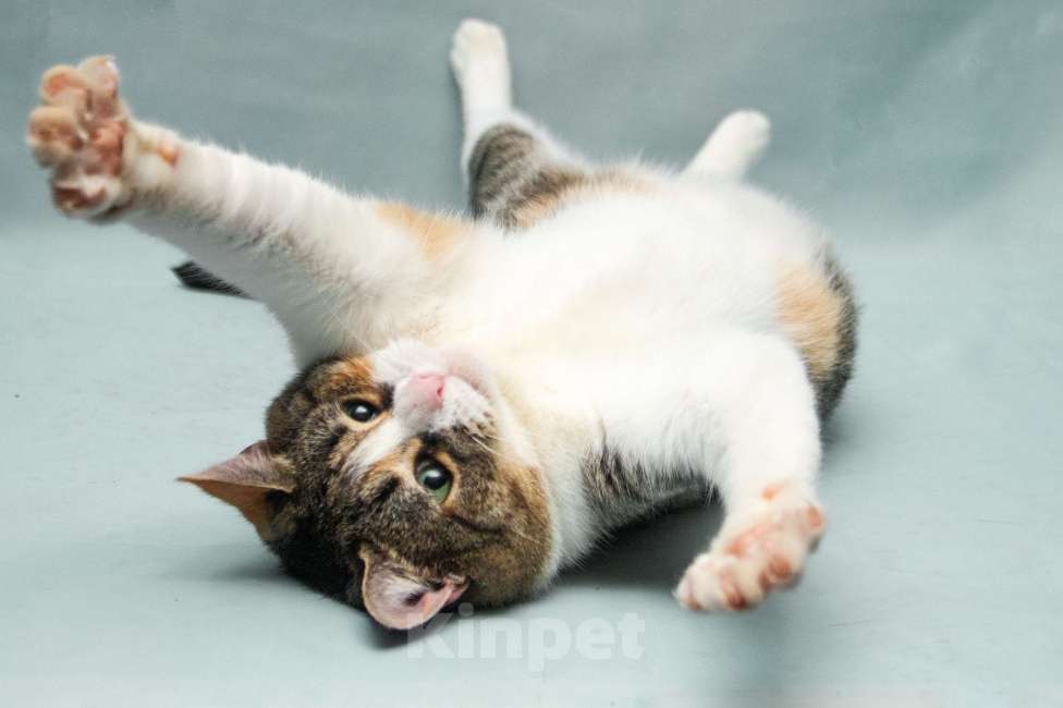 Кошки в Москве: Ума. Умная кошка Девочка, Бесплатно - фото 2