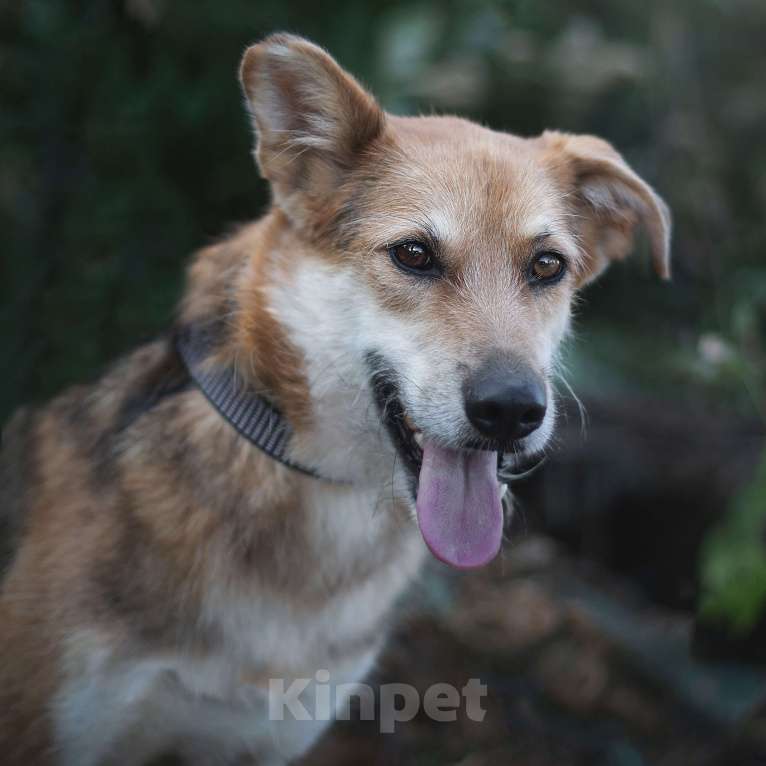 Собаки в Москве: Соло Мальчик, Бесплатно - фото 2