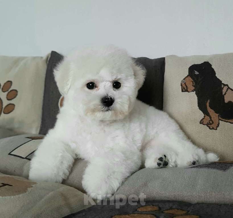 Собаки в Москве: Белоснежная девочка бишон фризе Девочка, 150 000 руб. - фото 3