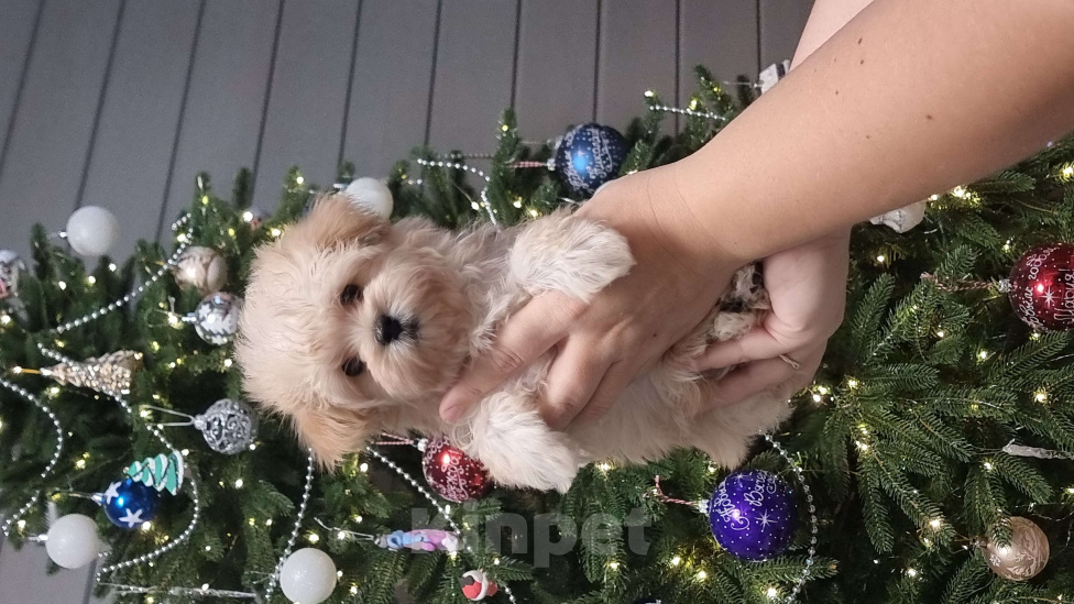 Собаки в Москве: Супер мини Мальтипу F 1 Девочка, 110 000 руб. - фото 1