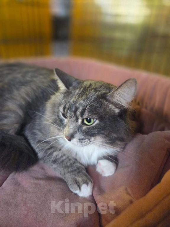 Кошки в Москве: Ласковый и нежный зверь Мальчик, Бесплатно - фото 1