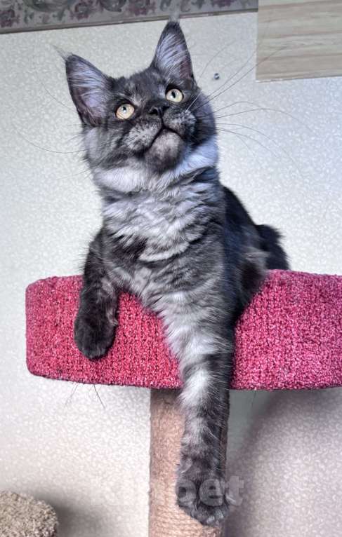 Кошки в Петергофе: Девулечка куночка Девочка, 30 000 руб. - фото 3
