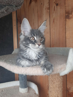 Котёнок мейнкун