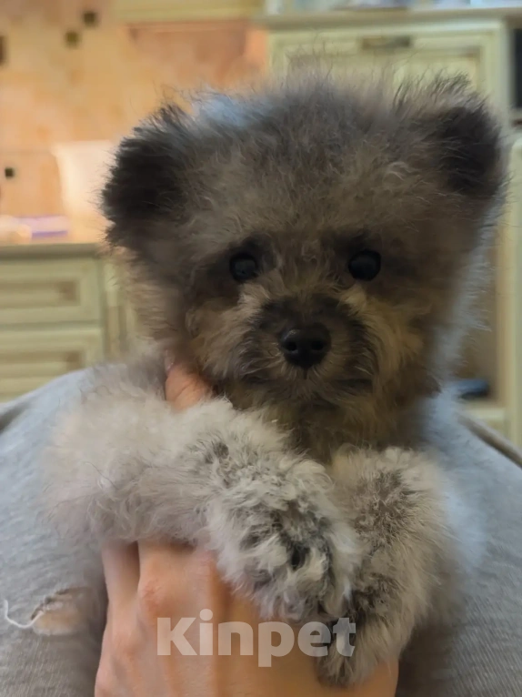 Собаки в Ейске: Той пудель тикап  Мальчик, 190 000 руб. - фото 3