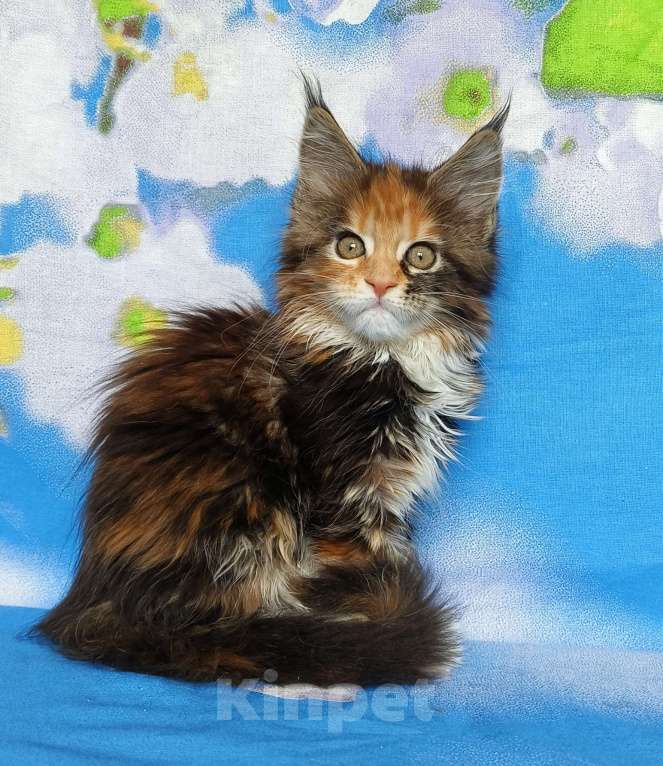 Кошки в Москве: Котёнок из питомника Девочка Девочка, 60 000 руб. - фото 5