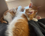Кошки в Москве: Котята в добрые руки Девочка, Бесплатно - фото 5