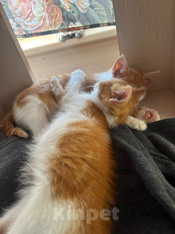 Кошки в Москве: Котята в добрые руки Девочка, Бесплатно - фото 5