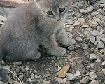 Кошки в Ульяновске: Котенок в добрые руки Девочка, Бесплатно - фото 2