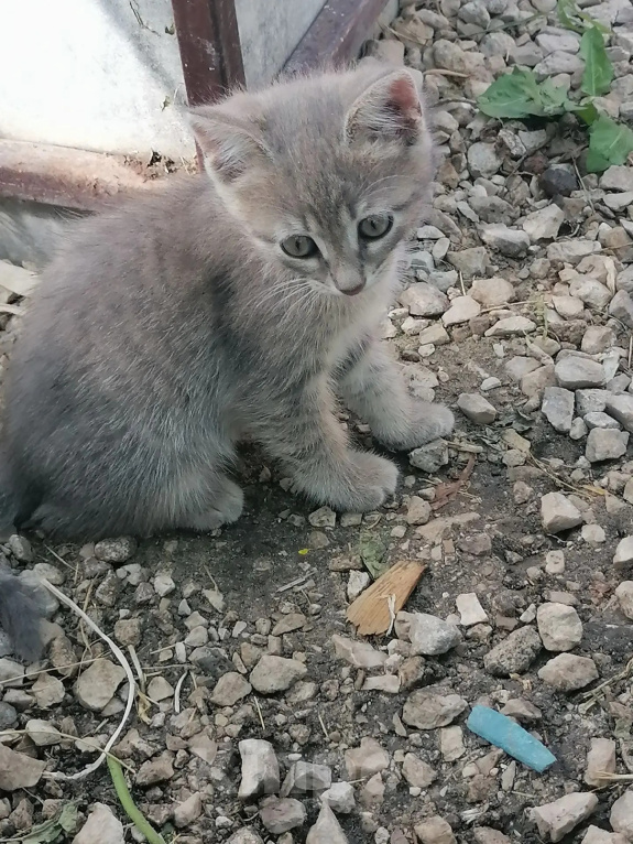Кошки в Ульяновске: Котенок в добрые руки Девочка, Бесплатно - фото 2