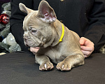 Собаки в Саратове: Щенок французского бульдога Девочка, 150 000 руб. - фото 2