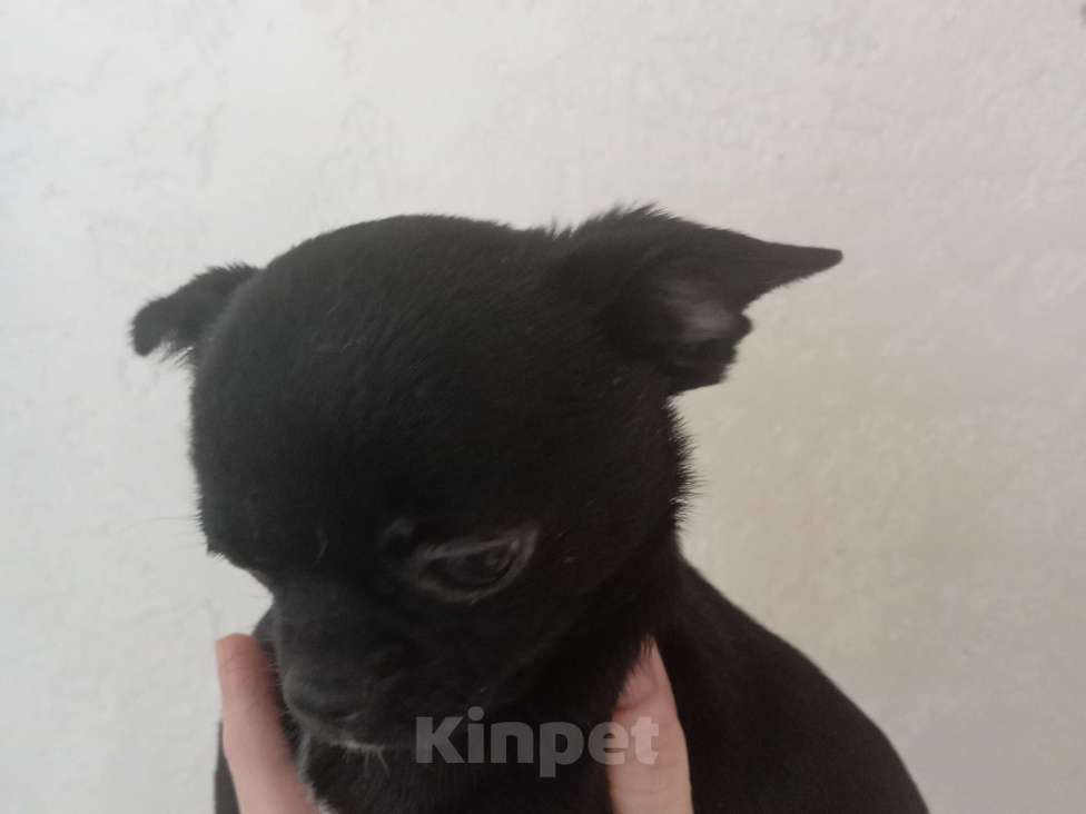 Собаки в Белгороде: Чихуахуа РКФ Девочка, 60 000 руб. - фото 4