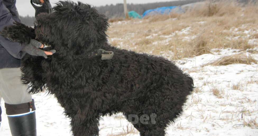 Собаки в Москве: Русский черный терьер в добрые руки Мальчик, Бесплатно - фото 6