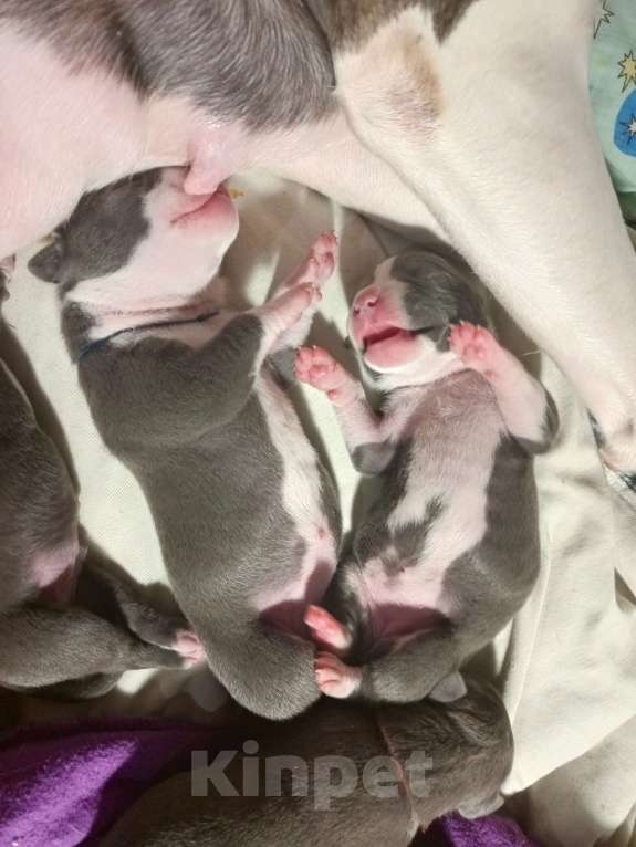 Собаки в Серпухове: Амстаффики!) Девочка, 35 000 руб. - фото 7