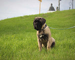 Собаки в Ханты-Мансийске: Щенки бульмастифа Мальчик, 50 000 руб. - фото 7