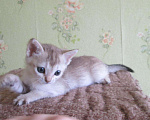 Кошки в Ливны: котята, 40 000 руб. - фото 5