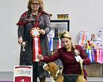 Собаки в Москве: Бигль вязка, Бесплатно - фото 2