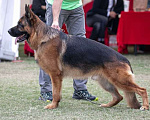 Собаки в Челябинске: В продаже щенки немецкой овчарки, 45 000 руб. - фото 5