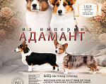 Собаки в Чехове: Щенки кардигана РКФ Девочка, 85 000 руб. - фото 4