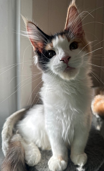 Котята мейн кун