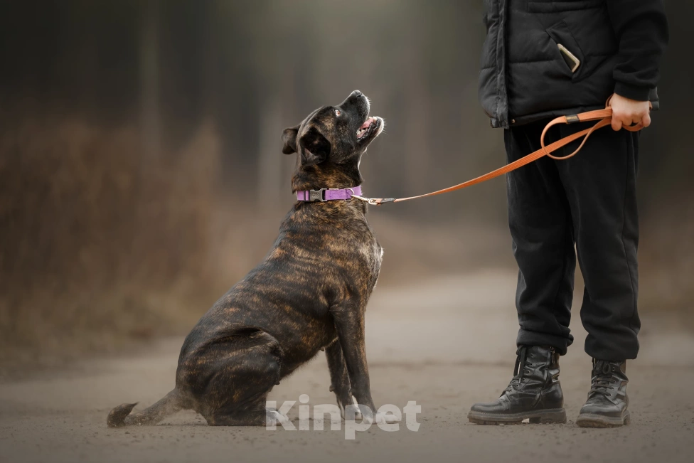 Собаки в Москве: Грозная с наружи, добрая внутри Девочка, Бесплатно - фото 4