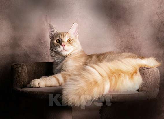 Кошки в Барнауле: Котята мейн-кун Мальчик, Бесплатно - фото 2