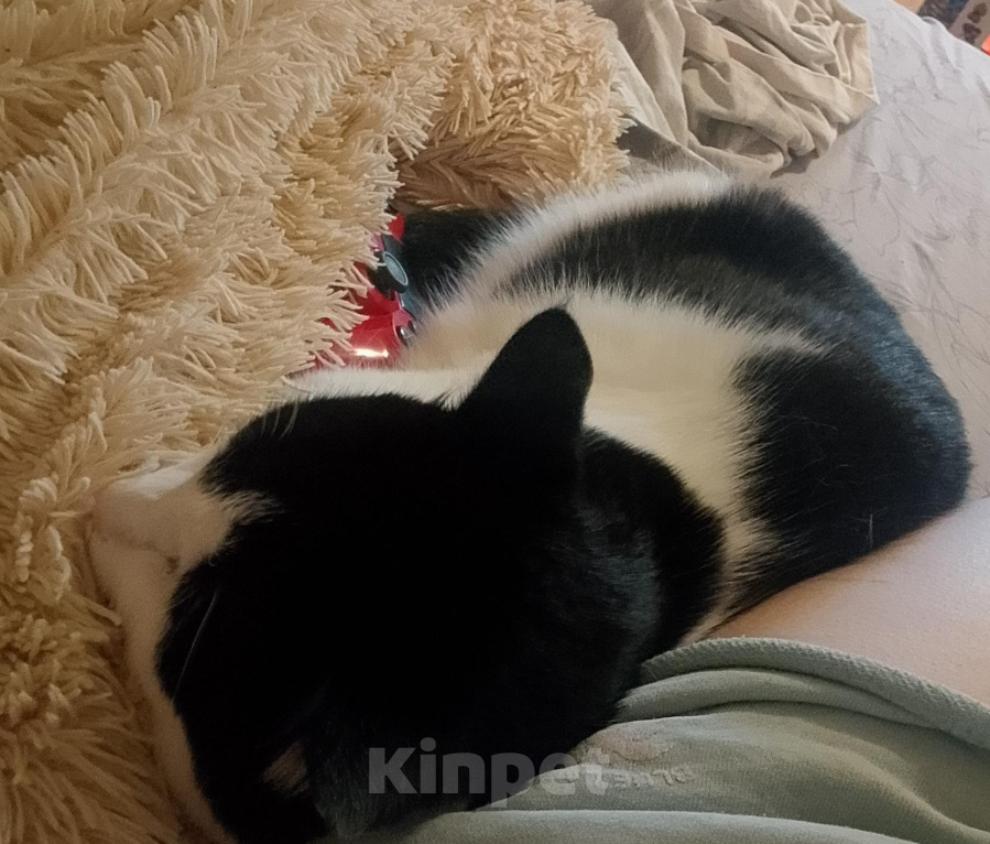 Кошки в Москве: Кот в добрые руки Мальчик, Бесплатно - фото 1