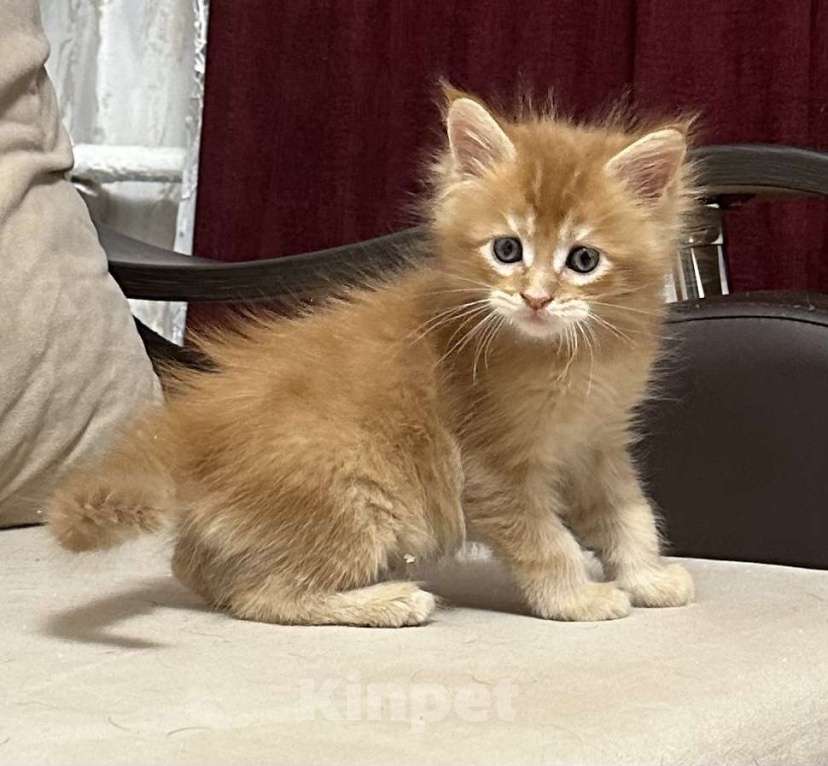 Кошки в Москве: Чудесный котенок мейн кун  Мальчик, Бесплатно - фото 3