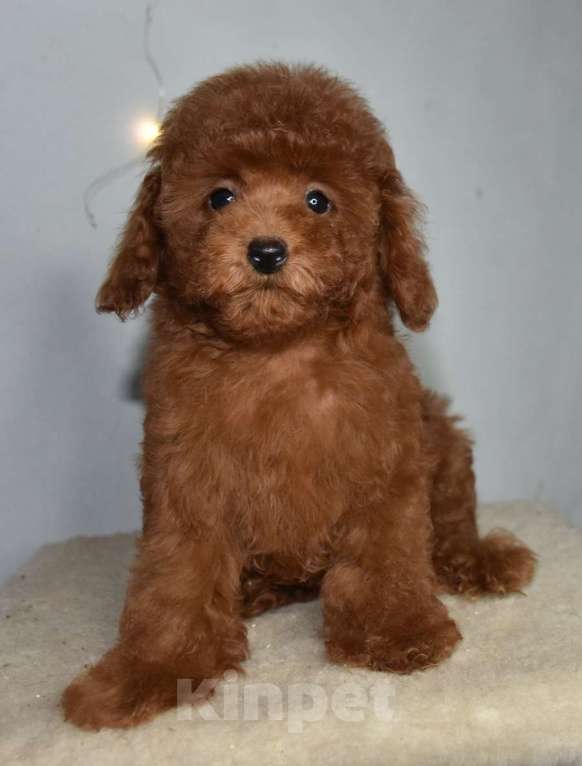 Собаки в Москве: Той-пудель , денвочка, Валькирия, РКФ, Рэд браун Девочка, 150 000 руб. - фото 6