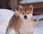 Собаки в Москве: Сиба ину щенок Мальчик, 70 000 руб. - фото 6