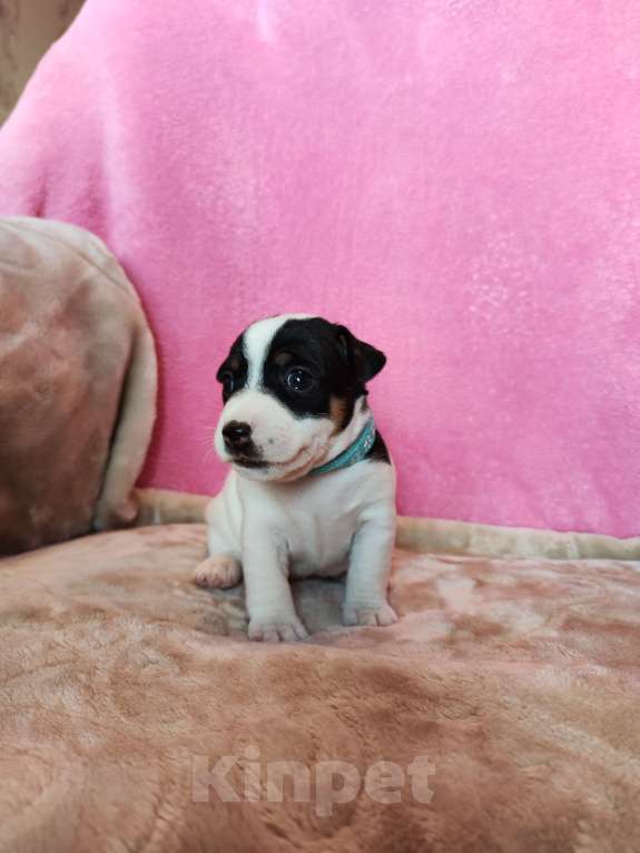 Собаки в Волгограде: Щенок Джек Рассел терьер  Мальчик, 20 000 руб. - фото 3