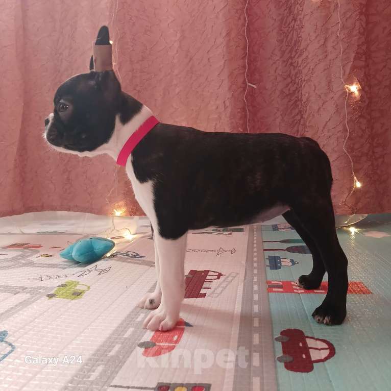 Собаки в Санкт-Петербурге: Эскудо Де Оро Диана Девочка, 80 000 руб. - фото 1