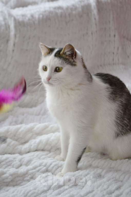 Кошки в Москве: Шарлотта Девочка, Бесплатно - фото 9