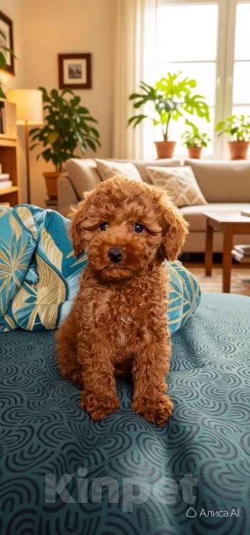 Собаки в Мытищах: Пудель миниатюрный red Девочка, 80 000 руб. - фото 1