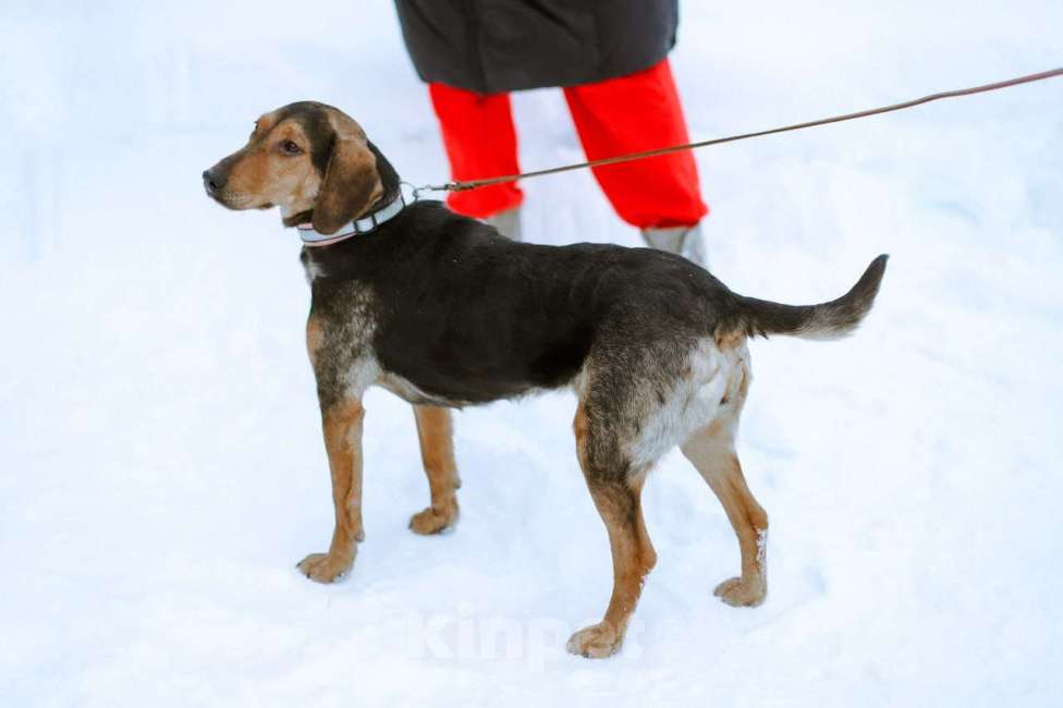 Собаки в Москве: Балканская гончая в добрые руки Девочка, Бесплатно - фото 5