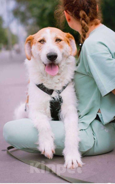 Собаки в Москве: Боб ищет семью  Мальчик, Бесплатно - фото 2