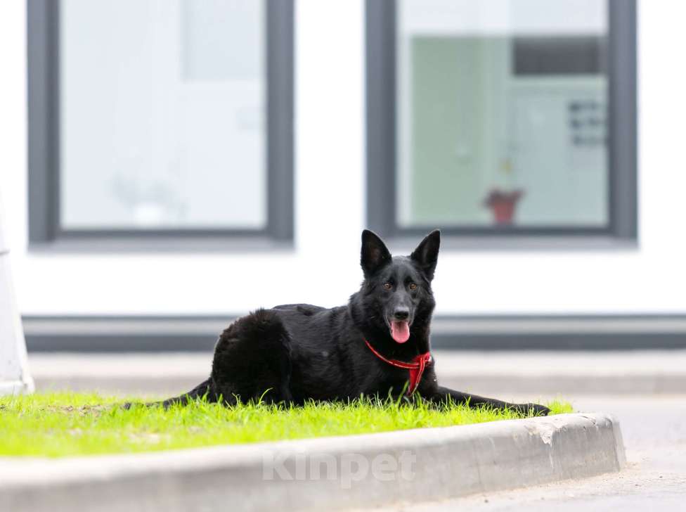 Собаки в Москве: Перчинка Чили ищет любящие руки! Девочка, Бесплатно - фото 9