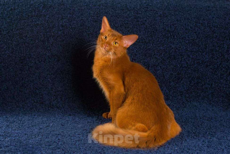 Кошки в Волгограде: Сомалийская кошечка  Девочка, 50 000 руб. - фото 3