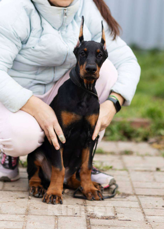 Собаки в Клине: Кобель 3 мес Мальчик, 150 000 руб. - фото 4