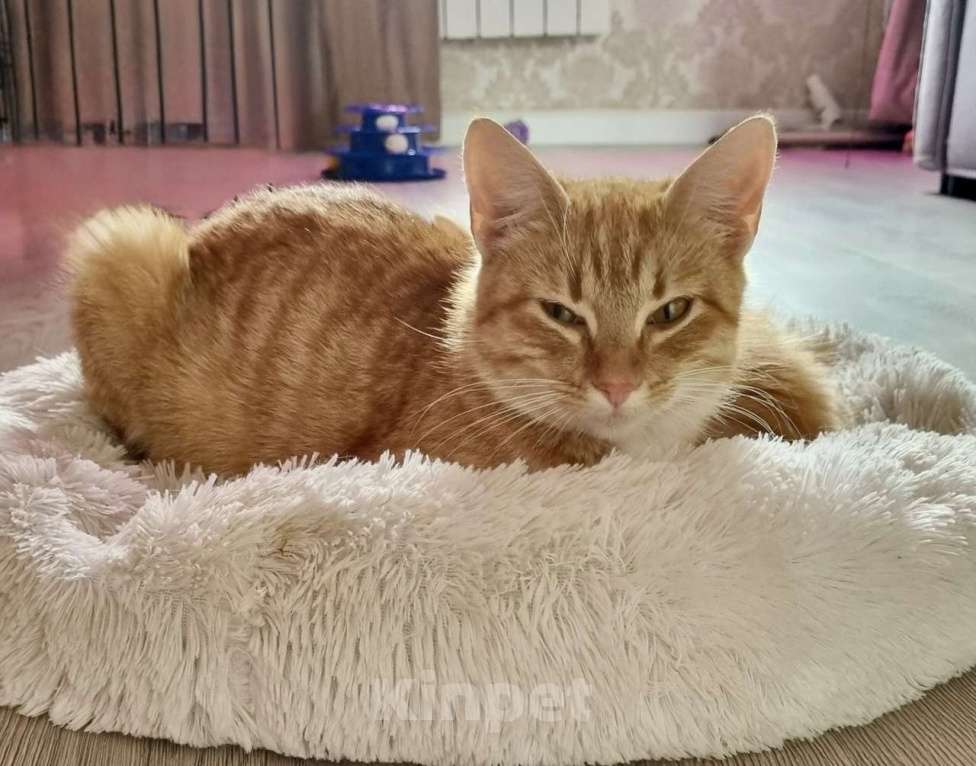Кошки в Санкт-Петербурге: Кошечка Фрося ищет дом Девочка, Бесплатно - фото 4