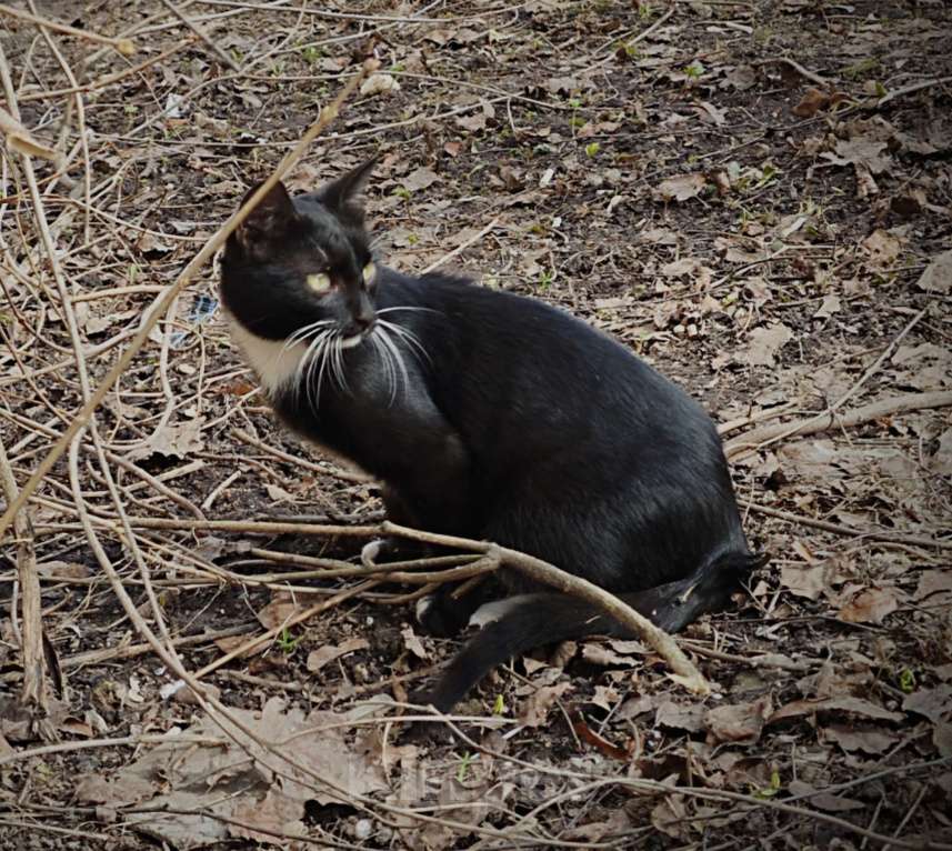 Кошки в Москве: Крошик ищет дом Мальчик, 1 руб. - фото 3