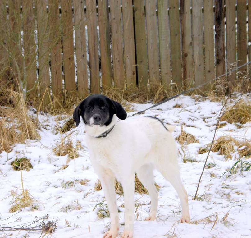 Собаки в Москве: Славный щенок Сара в добрые руки Девочка, Бесплатно - фото 3
