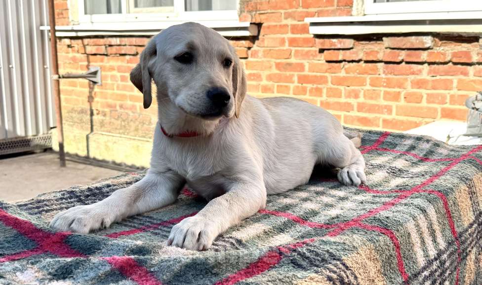 Собаки в Краснодаре: Щенки лабрадора палевые ркф  Девочка, 25 000 руб. - фото 5