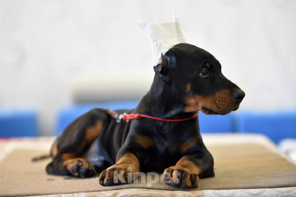 Собаки в Москве: Готов к переезду 2.5 месяца Разнополые, 100 000 руб. - фото 3